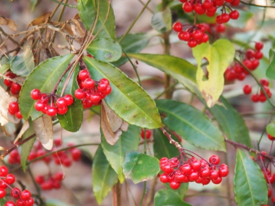 [Close up of juicy-looking, red berries on a bush.]